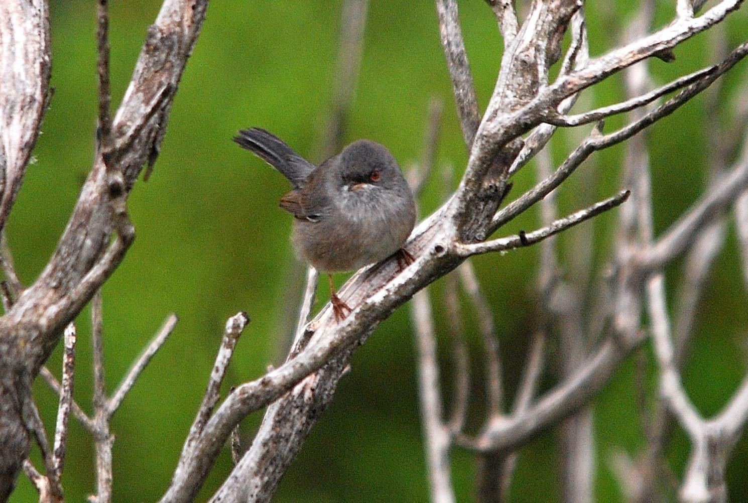 Magnanina femmina (Sylvia undata)